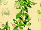 Mirto, olio essenziale