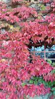 Romantico autunno in Toscana..