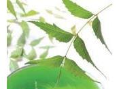 Olio neem piante