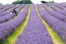 Lavanda, olio essenziale, proprietà.