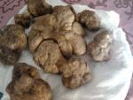 tartufo 420 grammi ritrovato a Fabro