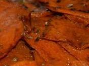 Zucca grigliata
