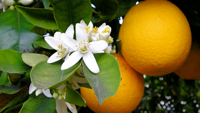 L'arancio per sonni irrequieti