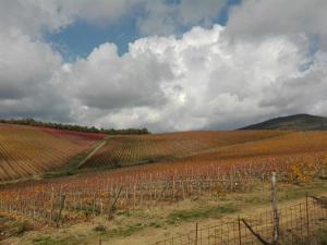 chianti_brolio