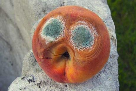 Muffa negli armadi, ripostigli, frigoriferi,  sugli indumenti, nei libri: consigli casalinghi