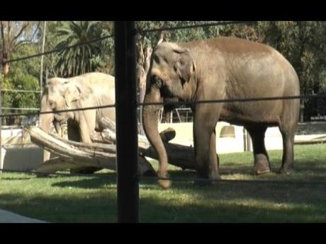 Due nuovi elefanti sono arrivati allo Zoo di Napoli