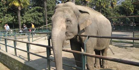 Due nuovi elefanti sono arrivati allo Zoo di Napoli