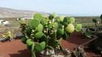 Lanzarote, tra viticoltura eroica e suggestioni culinarie/2