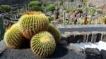 Lanzarote, tra viticoltura eroica e suggestioni culinarie/2