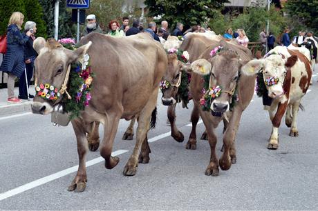 desmontegada fiera di primiero