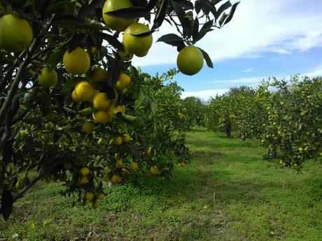 Arance: il giusto periodo di raccolta ed il segreto della loro naturale dolcezza