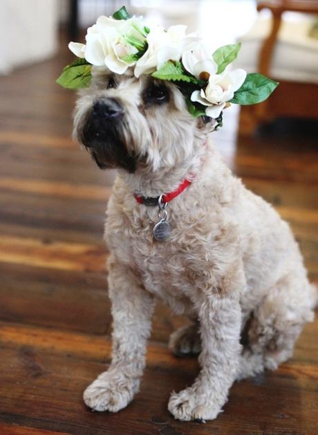Wedding dog: tante idee per il suo outfit!