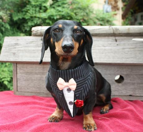 Wedding dog: tante idee per il suo outfit!