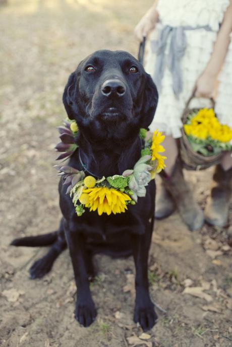 Wedding dog: tante idee per il suo outfit!