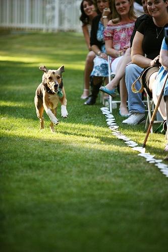 Wedding dog: tante idee per il suo outfit!