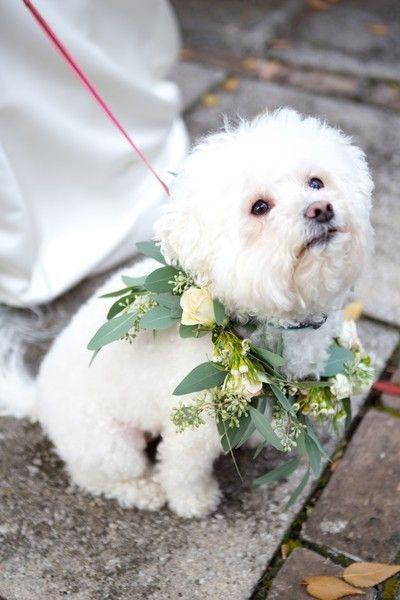 Wedding dog: tante idee per il suo outfit!