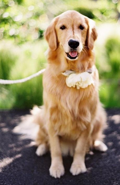 Wedding dog: tante idee per il suo outfit!