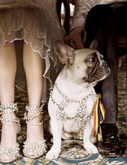 Wedding dog: tante idee per il suo outfit!