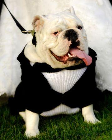 Wedding dog: tante idee per il suo outfit!