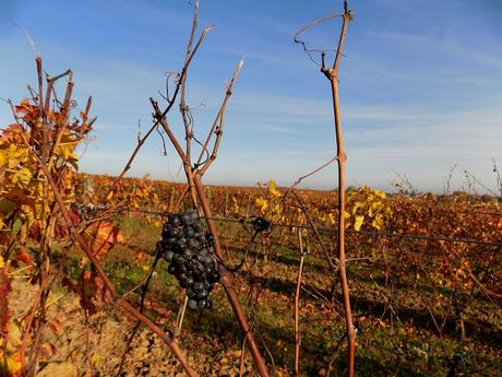 Astigiano, terra da vino