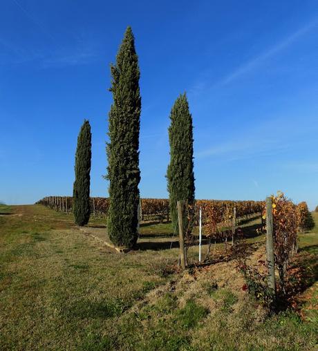 Astigiano, terra da vino