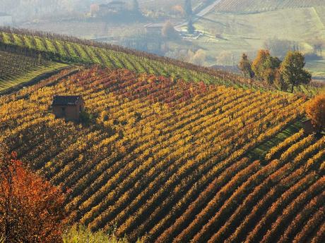 Astigiano, terra da vino