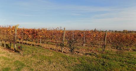 Astigiano, terra da vino