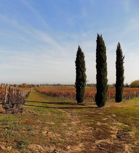 Astigiano, terra da vino