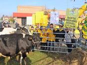 MILANO. anno allevatori hanno perso 550milioni euro. Pubblicata l’analisi ufficiale costi produzione negli allevamenti.