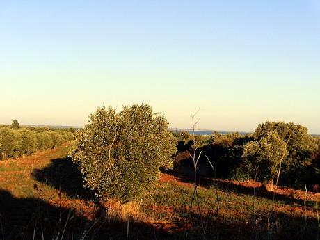 Salento: chi si lega all’albero e chi invece alla poltrona!