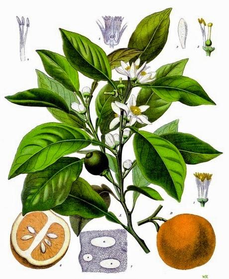 Neroli (fiori d'arancio), olio essenziale