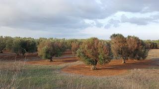 Le discussioni su Xylella tra l'indifferenza del 99% dei salentini leccesi