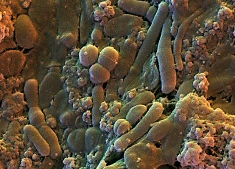 Le metropoli microbiche nell'organismo umano