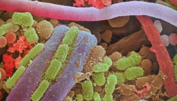 Le metropoli microbiche nell'organismo umano