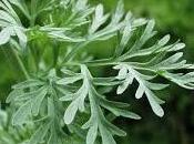 Artemisia,olio essenziale,moxibustione, proprietà.