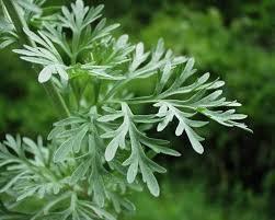Artemisia,olio essenziale,moxibustione, proprietà.