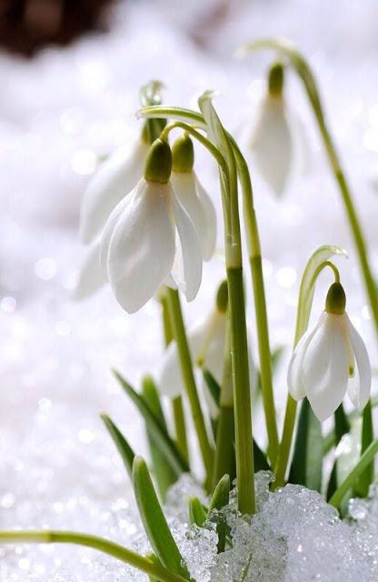 COLTIVARE BULBI A FIORITURA PRIMAVERILE