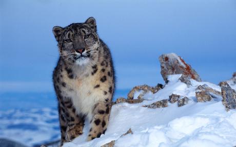 Leopardo delle nevi, una delle specie che risente maggiormente del riscaldamento globale ©Kleyn&Hubert / WWF