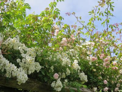 Frances Hodgson Burnett & Great Maytham Hall, her SECRET GARDEN.