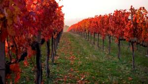 sagrantino in autunno