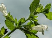 melissa, donne ipersensibili