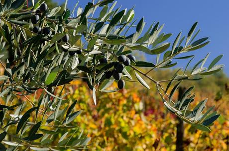 QUARIN : montagne a bassa quota – a piedi sul Collio