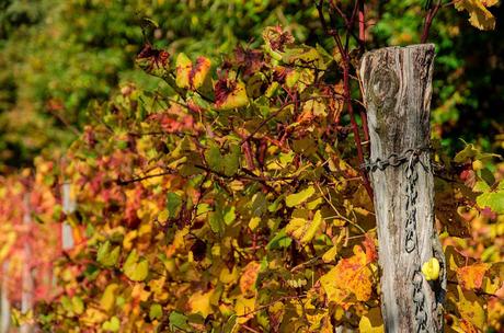 QUARIN : montagne a bassa quota – a piedi sul Collio