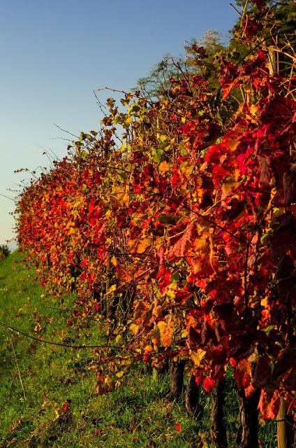 QUARIN : montagne a bassa quota – a piedi sul Collio