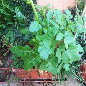 cime di rapa casakia