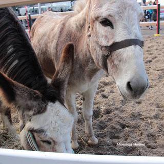 Una pausa a Fieracavalli Verona 2015