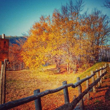 Il bosco vicino a Gavinana