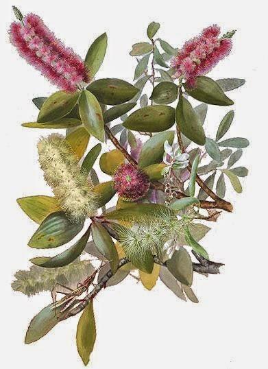 Niaouli, olio essenziale