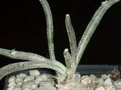 Astrophytum “caput-medusae”