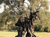 Loredana Capone scritto profilo Facebook